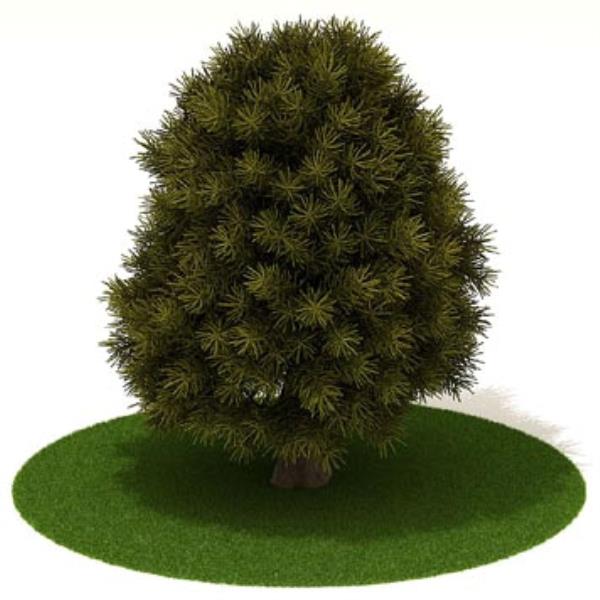 درخت کاج - دانلود مدل سه بعدی درخت کاج - آبجکت سه بعدی درخت کاج - دانلود آبجکت سه بعدی درخت کاج -دانلود مدل سه بعدی fbx - دانلود مدل سه بعدی obj -Pine Tree 3d model free download  - Pine Tree 3d Object - Pine Tree OBJ 3d models - Pine Tree FBX 3d Models